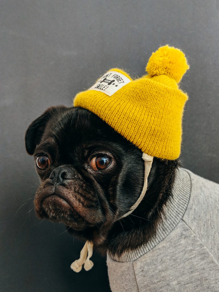 Dog with a yellow hat. Wearing his big hat with no knickers.