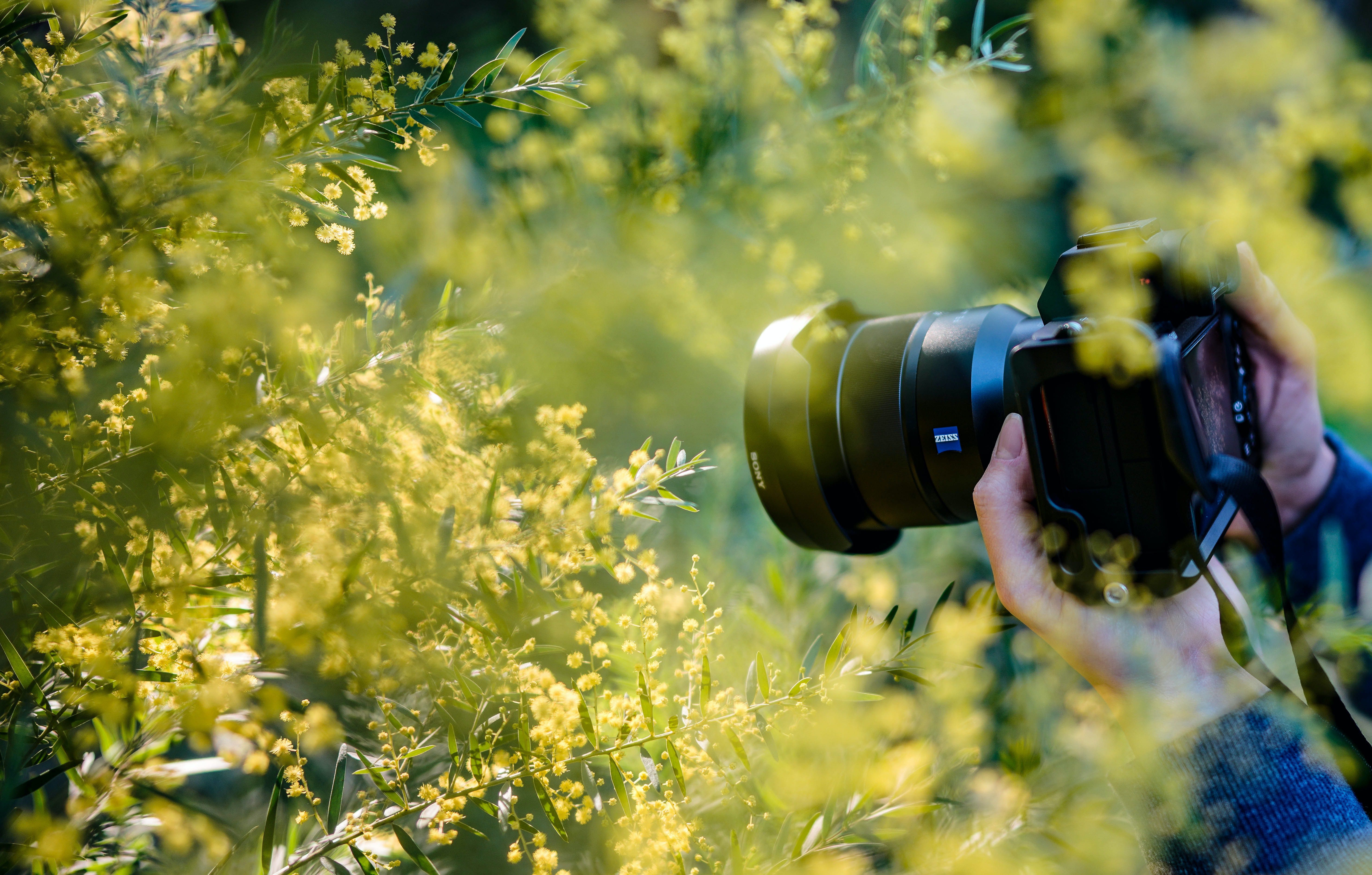 Photography as a hobby when walking in nature to help with fatigue and exercise after a heart attack or heart surgery.